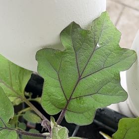 Photo of the plant species Eggplant by @SubtlePlanty32 named Clooney on Greg, the plant care app