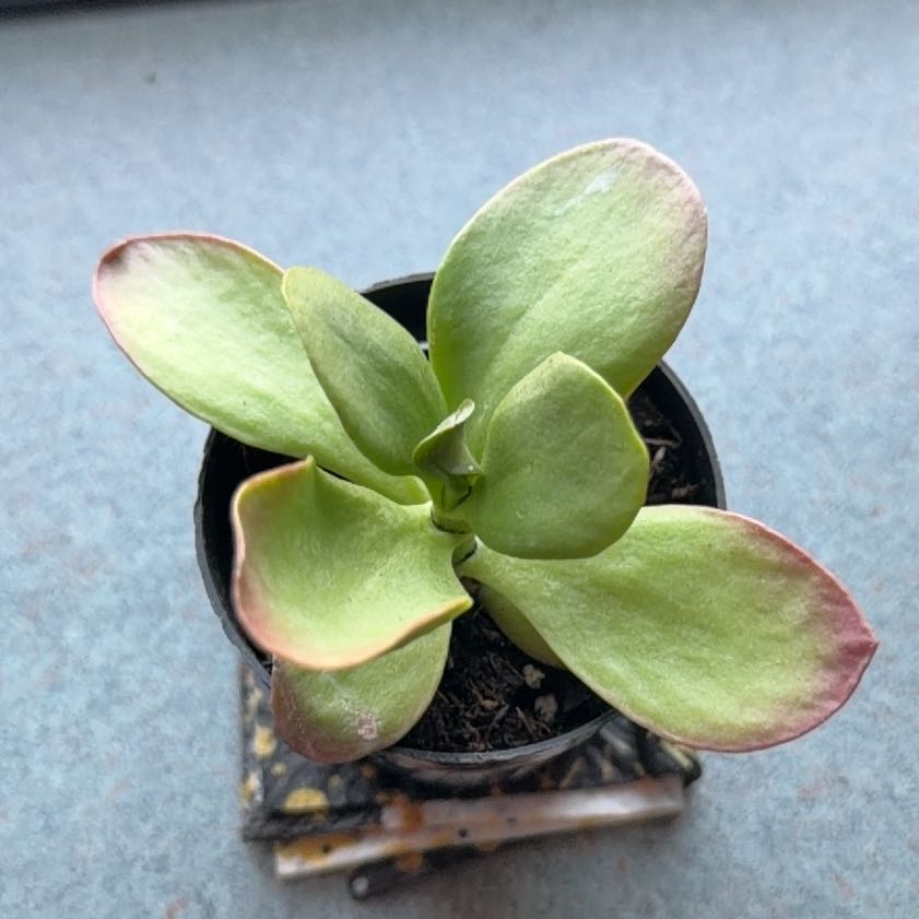 Photo of the plant species Kalanchoe 'Little Dragon' by @HotViolet43 named Winston on Greg, the plant care app
