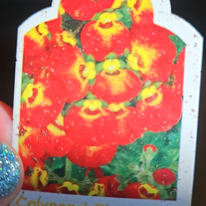 Photo of the plant species Calceolaria 'CalynopsisTM Red+Yellow Eye' by @SavoryWychelm59 named Sherlock on Greg, the plant care app