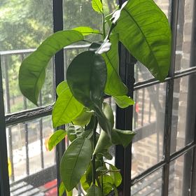 Photo of the plant species Grapefruit Tree by @CordialPhalsa96 named Smallest One on Greg, the plant care app