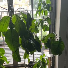 Photo of the plant species Grapefruit Tree by @CordialPhalsa96 named Middle One on Greg, the plant care app