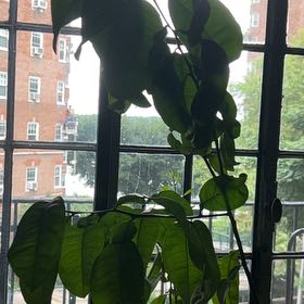 Photo of the plant species Grapefruit Tree by @CordialPhalsa96 named Biggest One on Greg, the plant care app