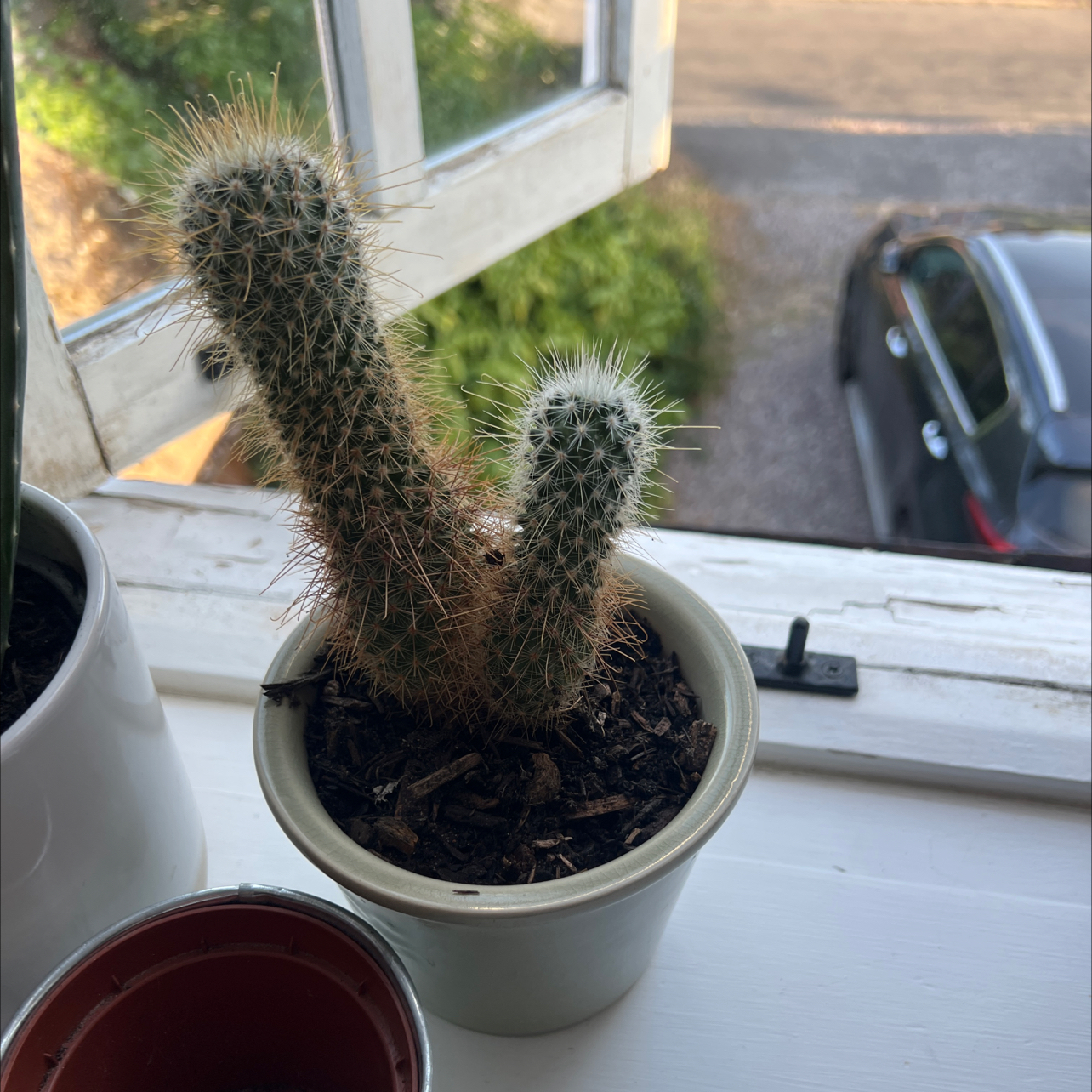 Photo of the plant species Arborescent Prickly Pear by @UpcomingChisme named Einstein on Greg, the plant care app