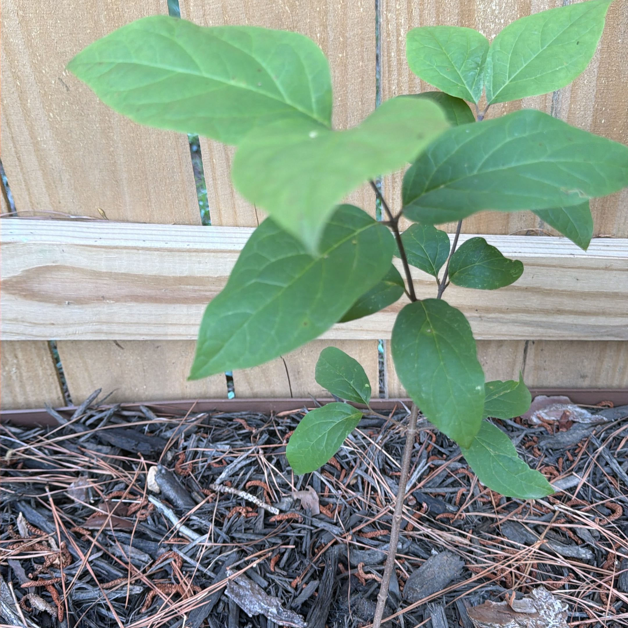 Photo of the plant species Sweetshrub by @IntrepidDodder5 named Harper on Greg, the plant care app