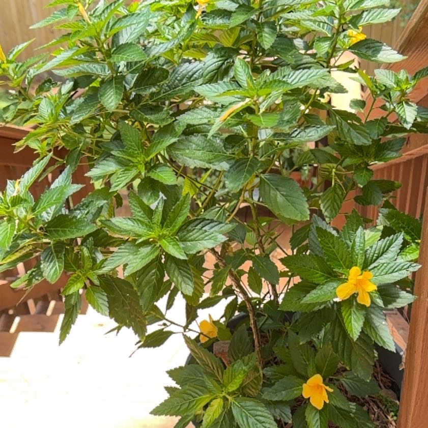Photo of the plant species Ramgoat Dashalong by @IntrepidDodder5 named Hemingway on Greg, the plant care app