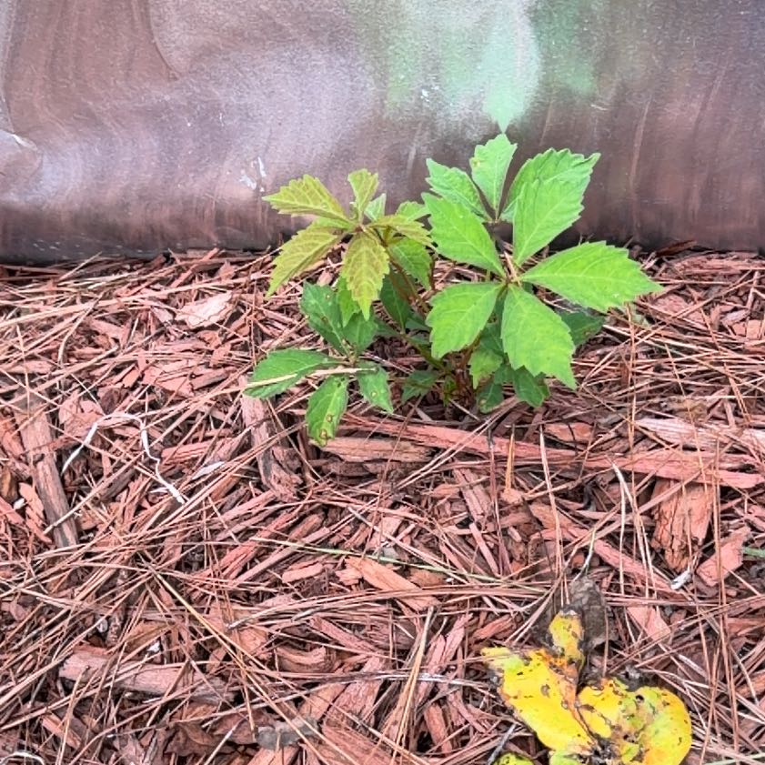 Photo of the plant species Virginia Creeper by @IntrepidDodder5 named Tolkien on Greg, the plant care app