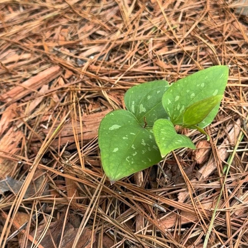 Photo of the plant species Cat Greenbrier by @IntrepidDodder5 named McKinley on Greg, the plant care app