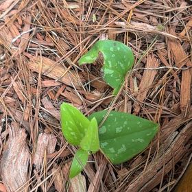 Photo of the plant species Cat Greenbrier by @IntrepidDodder5 named Sir Plancelot on Greg, the plant care app