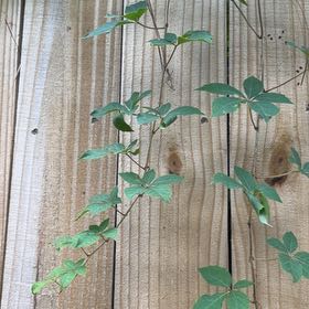 Photo of the plant species Virginia Creeper by @IntrepidDodder5 named Gomez on Greg, the plant care app