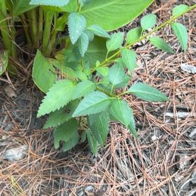 Photo of the plant species Border Forsythia by @IntrepidDodder5 named Delilah on Greg, the plant care app