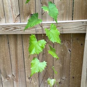 Photo of the plant species Muscadine Grape by @IntrepidDodder5 named Orlando Bloom on Greg, the plant care app