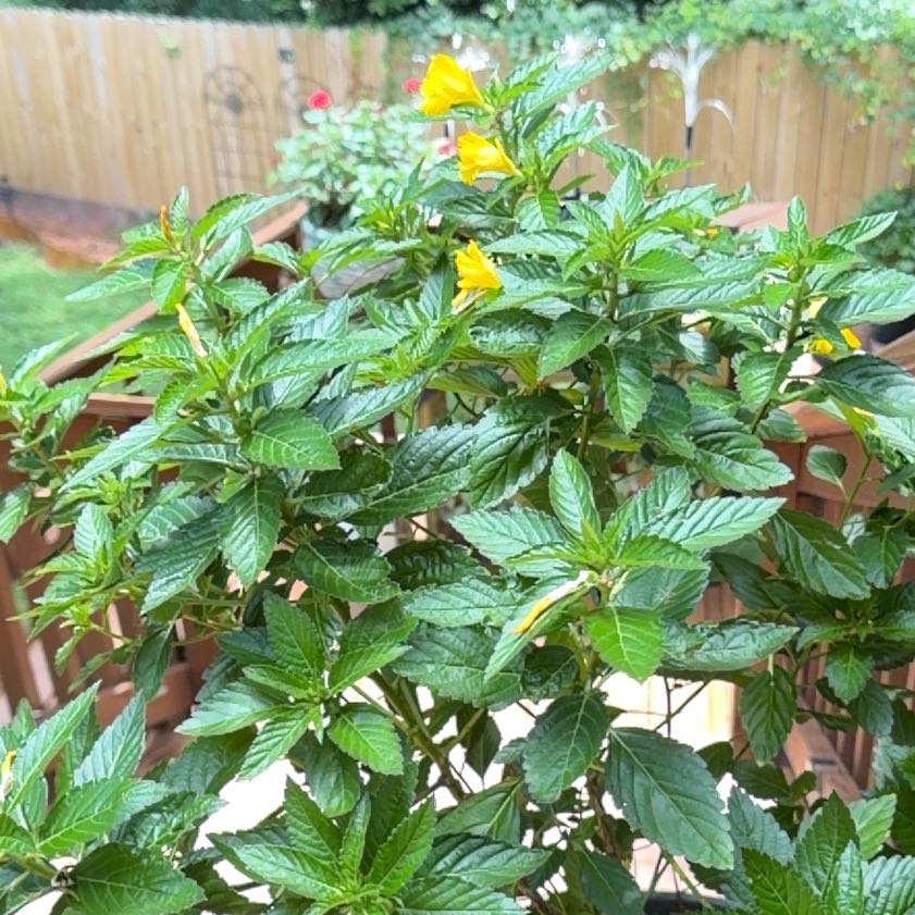 Photo of the plant species Ramgoat Dashalong by @IntrepidDodder5 named Huckleberry Fern on Greg, the plant care app