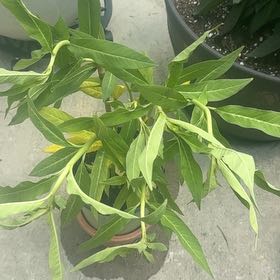 Photo of the plant species Asclepias Incarnata by @ManyRedcap96 named Leonardo on Greg, the plant care app