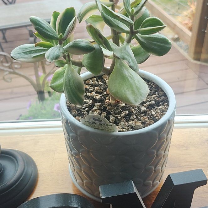 Photo of the plant species Variegated Jade by @TopMakole4 named Navajo on Greg, the plant care app