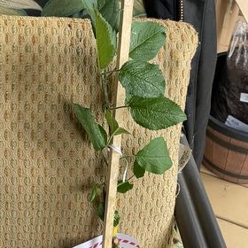 Photo of the plant species Apple by @WinPomelo50 named Sage on Greg, the plant care app