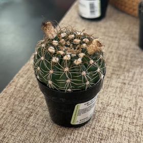 Photo of the plant species Miniature Barrel Cactus by @SolidlyCorn34 named Scarlett on Greg, the plant care app