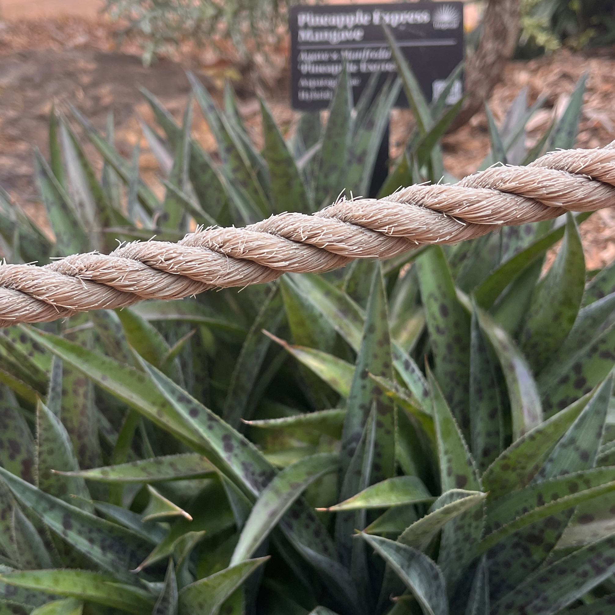 Photo of the plant species Gasteria Acinacifolia by @SirAmethius97 named Robert Plant on Greg, the plant care app
