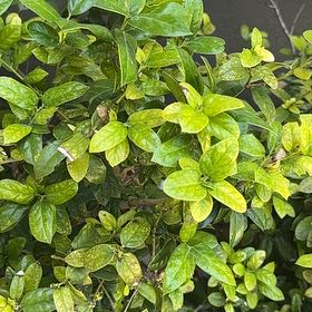 Photo of the plant species Chinese Holly by @EspecialKoa35 named Walt on Greg, the plant care app