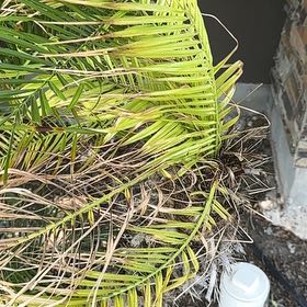 Photo of the plant species Canary Island Date Palm by @EspecialKoa35 named Leaf Erickson on Greg, the plant care app