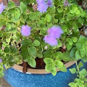 Photo of the plant species Flossflower by @GnarlyPeyote75 named Sherlock on Greg, the plant care app