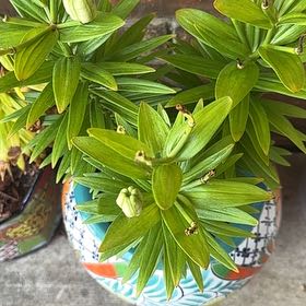 Photo of the plant species Tiger Lily by @GnarlyPeyote75 named Drake on Greg, the plant care app