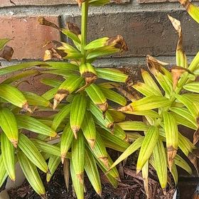 Photo of the plant species Easter Lily by @GnarlyPeyote75 named Lebron on Greg, the plant care app