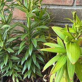Photo of the plant species Easter Lily by @GnarlyPeyote75 named Osmo on Greg, the plant care app