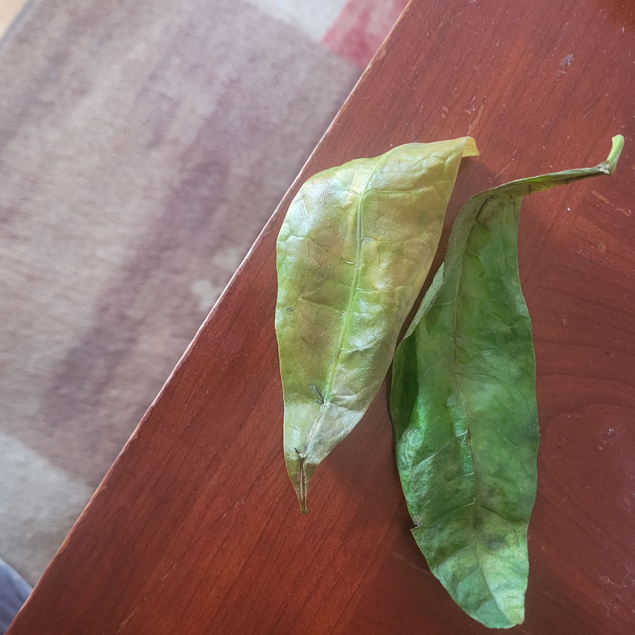 Photo from the post