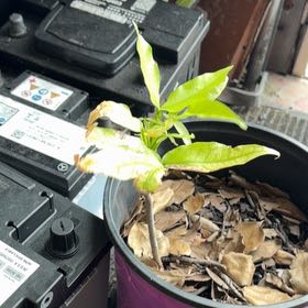Photo of the plant species Mamoncillo by @FitElkweed29 named Duke on Greg, the plant care app