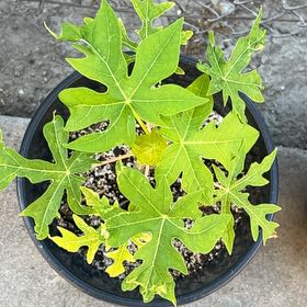 Photo of the plant species Papaya by @GallantPlain62 named Strawberry Papaya on Greg, the plant care app