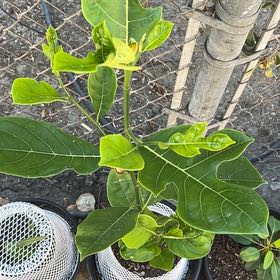 Photo of the plant species Jackfruit by @GallantPlain62 named Nemo on Greg, the plant care app