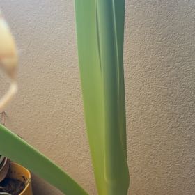 Photo of the plant species Minerva Amaryllis by @MusicalLentil91 named Robert Plant on Greg, the plant care app