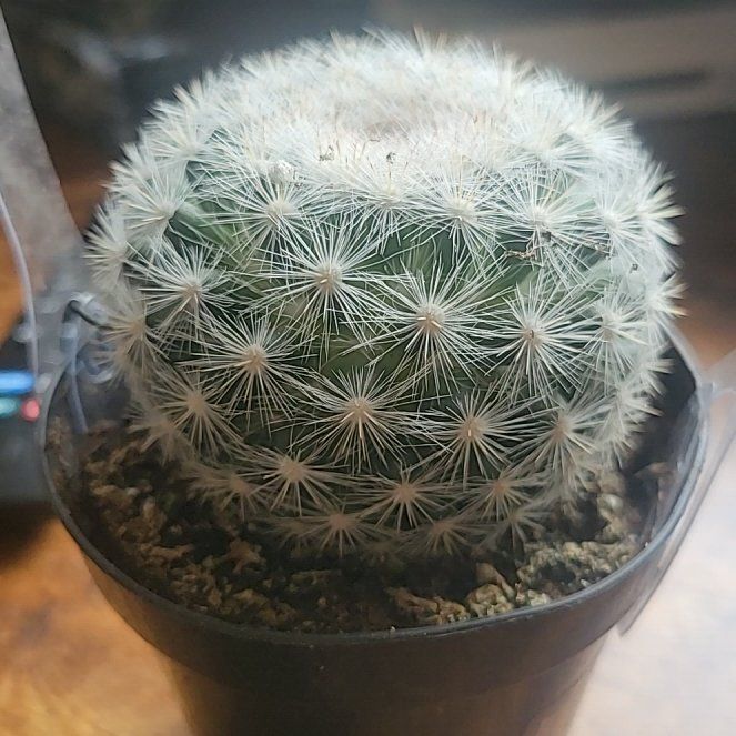 Photo of the plant species Mammilloydia by @NewMossfern37 named Fuzzy on Greg, the plant care app
