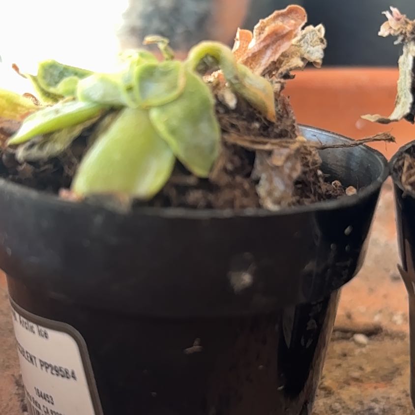 Photo of the plant species Echeveria by @FamedRoselle17 named Daphne on Greg, the plant care app