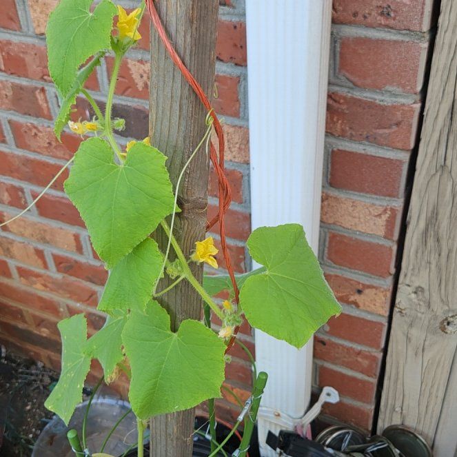 Photo of the plant species Cucumber by @RadAnahaw87 named Lola on Greg, the plant care app
