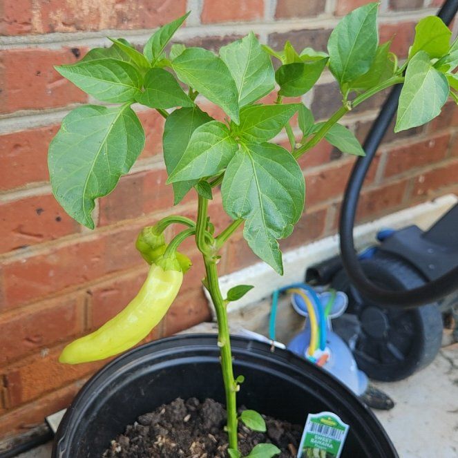 Photo of the plant species Sweet Banana Pepper by @RadAnahaw87 named Homer on Greg, the plant care app