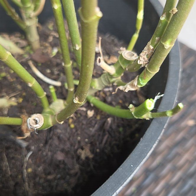 Photo of the plant species Scarlet Milkweed by @BigViolet94 named Daphne on Greg, the plant care app