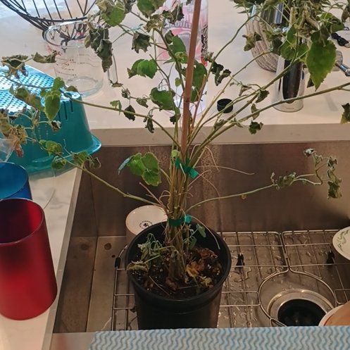 Photo of the plant species Chinese Lantern Plant by @SportCacto8 named Eva on Greg, the plant care app