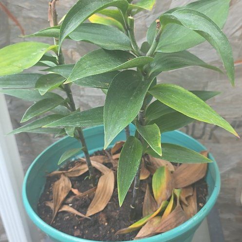 Photo of the plant species Tiger Lily by @FlashyColocynth named Mollie on Greg, the plant care app