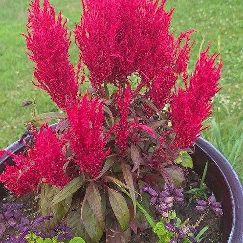 Photo of the plant species Dragons Breath by @FlashyColocynth named Winston on Greg, the plant care app