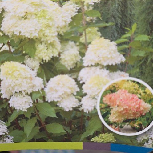 Photo of the plant species Panicle Hydrangea by @FlashyColocynth named Aria on Greg, the plant care app
