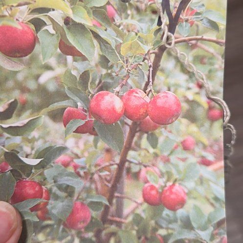 Photo of the plant species Apple by @FlashyColocynth named Baesil on Greg, the plant care app