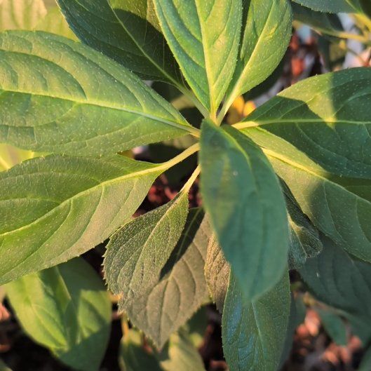 Photo of the plant species Hydrangea Paniculata by @DearOrrisroot51 named Hemingway on Greg, the plant care app