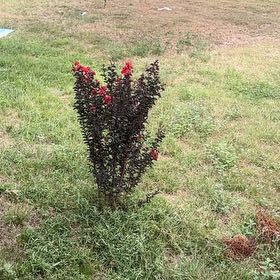 Photo of the plant species Crape Myrtle by @DeluxeOakmoss38 named Messi on Greg, the plant care app