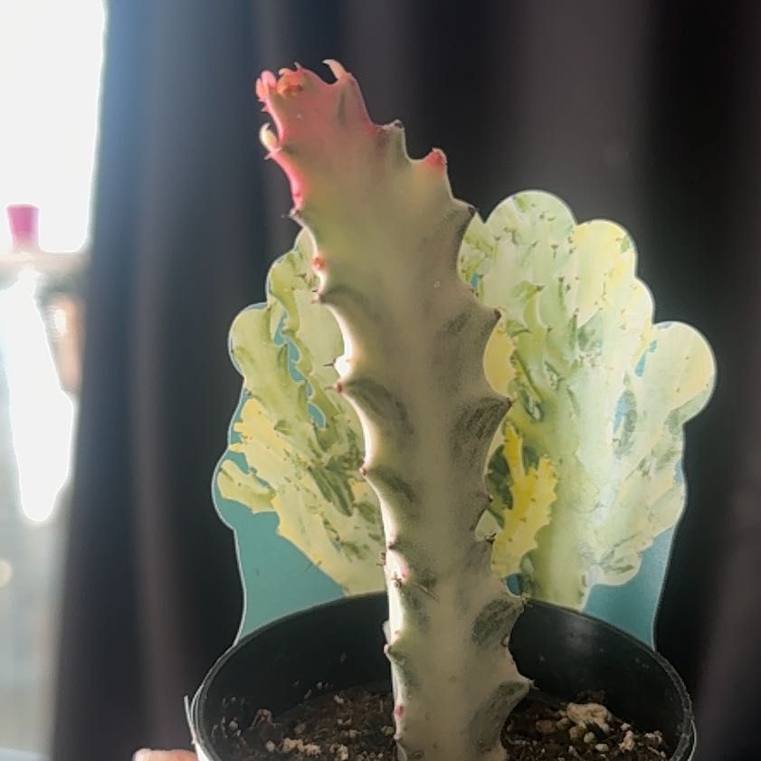 Photo of the plant species 'Ghost Cactus' by @AwesomeOrpine88 named Surya on Greg, the plant care app