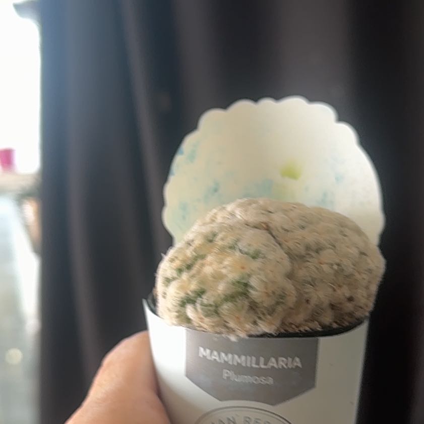 Photo of the plant species Feather Cactus by @AwesomeOrpine88 named Nithin on Greg, the plant care app