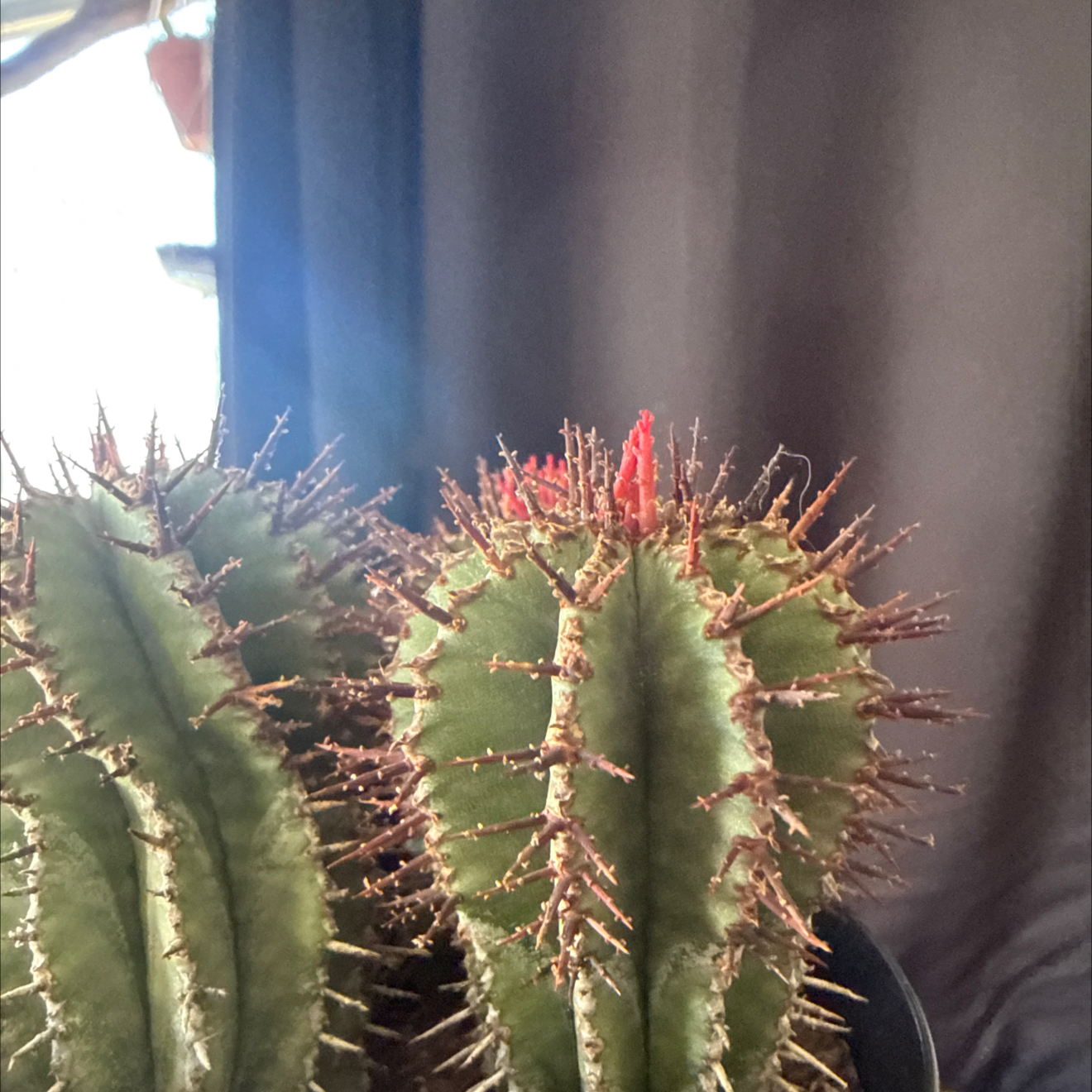 Photo of the plant species Milk Barrel Cactus by @AwesomeOrpine88 named Sigmund on Greg, the plant care app