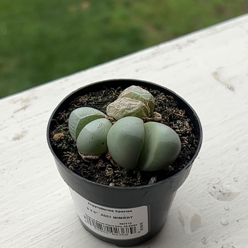 Photo of the plant species Argyroderma spp. by @PerkyGuepinia74 named Madonna on Greg, the plant care app