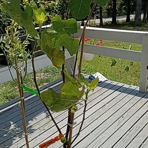 Photo of the plant species Brown Turkey Fig by @CuteCebenese36 named Gates on Greg, the plant care app