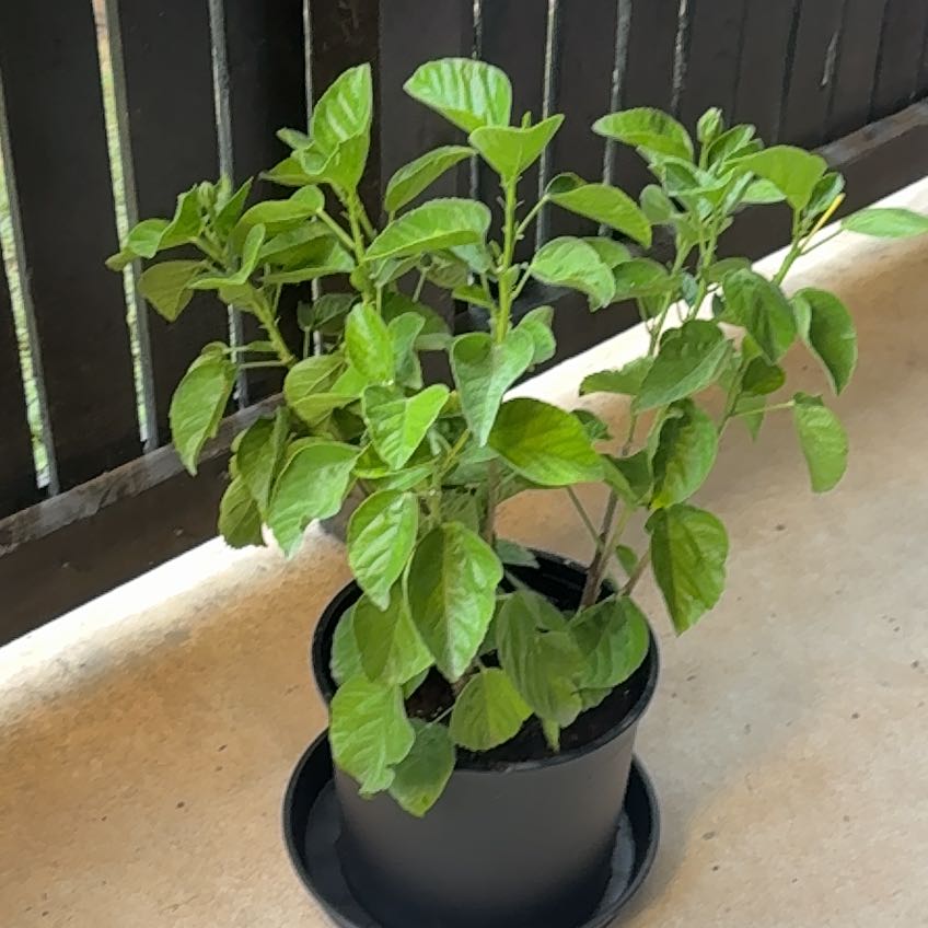Photo of the plant species Yellow Hibiscus by @PrinceBonsi14 named Phineas on Greg, the plant care app